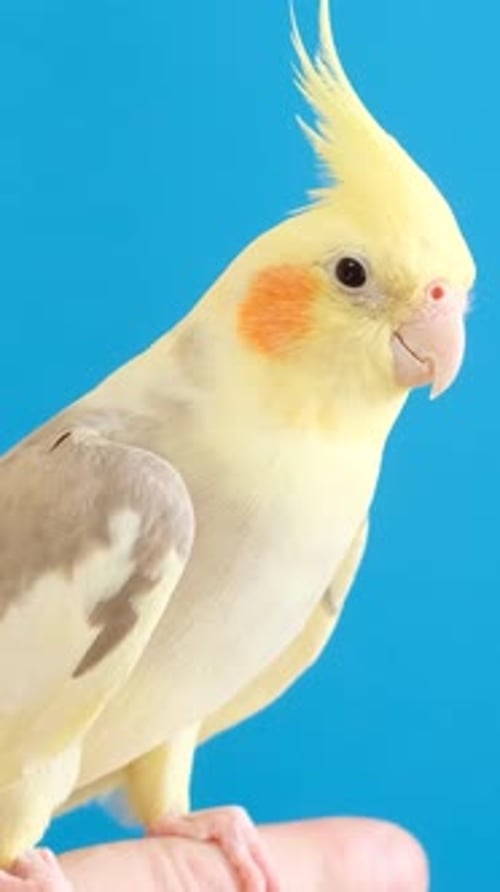 Un perroquet huppé jaune sur fond bleu vif est assis sur un doigt humain (vidéo verticale)