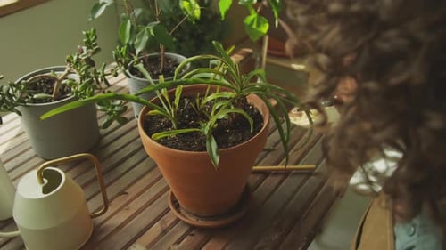 Woman Trimming Potted Plant Indoors