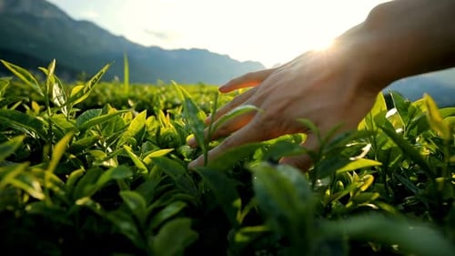 Tea Leaves