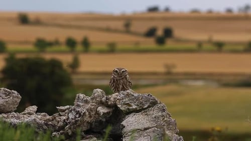 Little owl (Athene noctua) in Montgai, Lleida, Catalonia, Spain