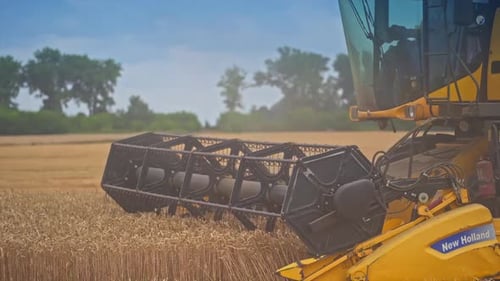 Combine Harvester Harvesting Wheat in Rural Field