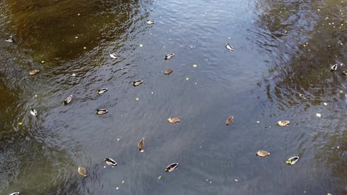 Survoler la surface de l'eau, un lac, des canards, des arbres, des arbres, des feuilles jaunes qui tombent