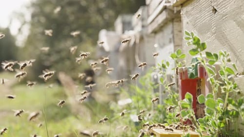 Panoramic view of numerous bees in the forest at the apiary with hives lined up. Sunny day, pollen