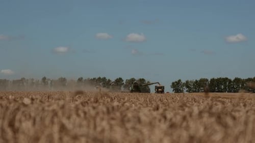 Distant View a Harvester Machines to Harvest Wheat Field Working