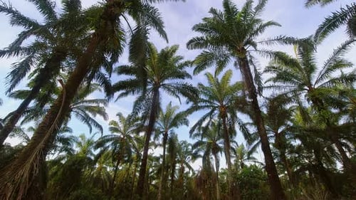 Time Lapse Palm Trees Background