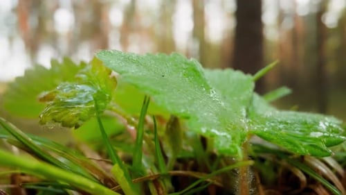 Wild Strawberry Bush at Edge of Forest Near Blades of Grass