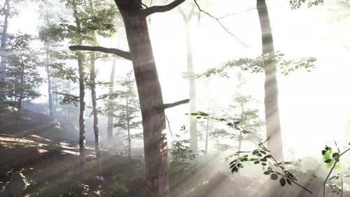 Rays of Sunlight Falling Into a Misty Forest