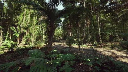 3D Immersive Fly Through Tropical Jungle Path Animation