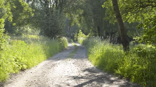 Sun shines on an old dusty road surrounded by a lot of greens