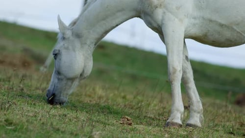 Um cavalo branco sereno pasta na encosta de uma colina