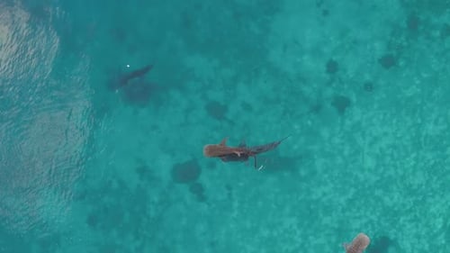 Aerial Drone Footage of Whale Shark Swimming in Ocean Oslob Cebu Philippines