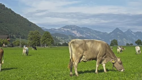 Jersey Cow Grazes in Alpine Meadows Cows at Sunset Cow on a Green Grass Meadow Cows Gazing on Green