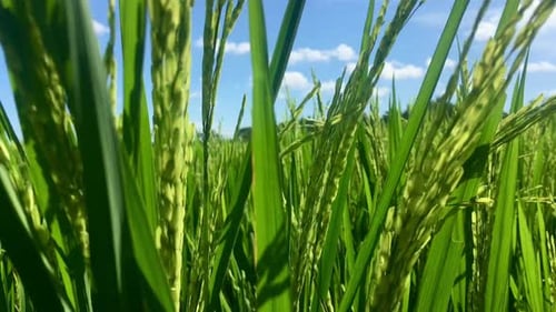 Bio-Bauernhof mit Reisgras