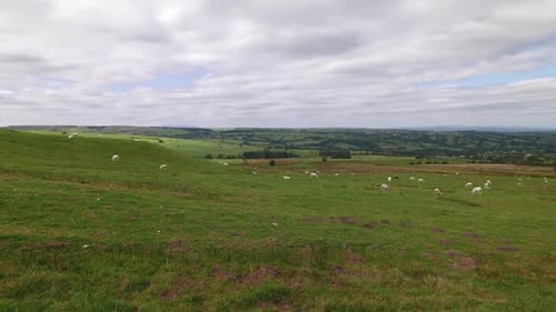 A panning shot of grazing sheep. Summer. Powys. Wales