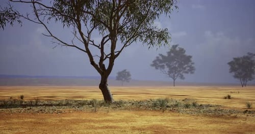Arid Landscape with Solitary Tree Animation