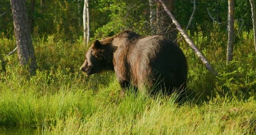 Closeup of Large Adult Brown Bear Walking Free in the Forest