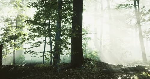Sunlight Filters Through Trees in a Serene Forest on a Misty Morning