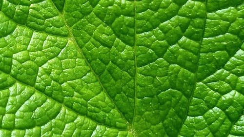 Green Leaf Macro Detail, Natural Texture