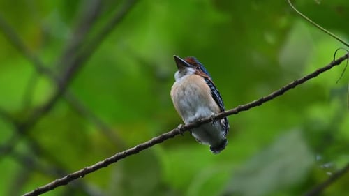 Small Bird Perched in Lush Green Tropical Habitat