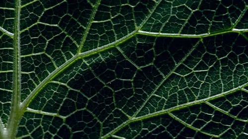 Closeup View Showcasing the Intricate Patterns of Leaf Veins and Their Beautiful Texture in Detail