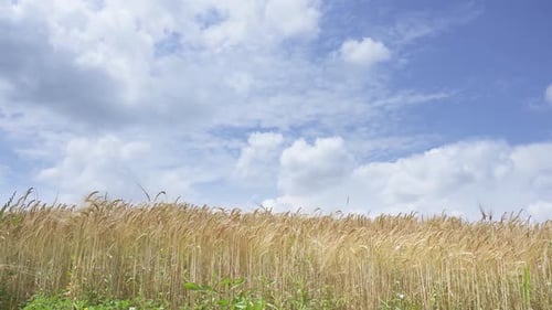 Wheat Field with Copy Space Over Blue Sky