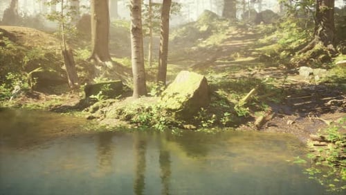 A Small Pond Surrounded By Trees in a Forest