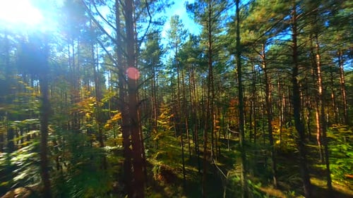 FPV Flight Through Autumn Forest With Sun Rays Coming In