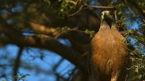 Schwarzer Adler mit typischem gelbem Schnabel, der eine Schlange in seinen Klauen packt