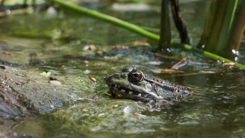 Portrait of Frog Sits on the Shore By the River Close Up