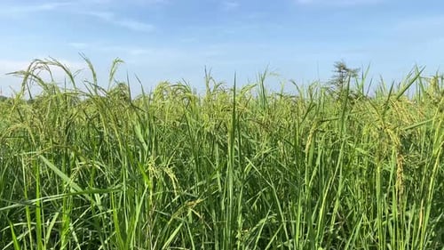 frische Reispflanzen