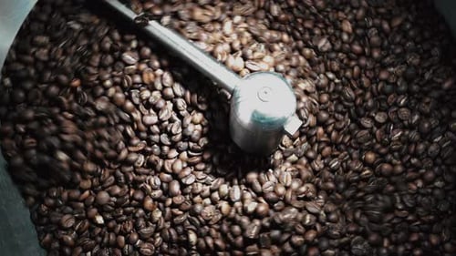 Coffee Beans Rotating in Roasting Machine