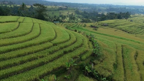 Rice Terrace 02