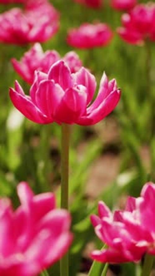 Vibrant Pink Tulips Sway Gently in Sunlit Garden