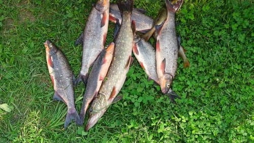 Pesca de peixe fresco Bom conceito de pesca Muitos peixes de água doce são Haul Hobbies Summer Leisure