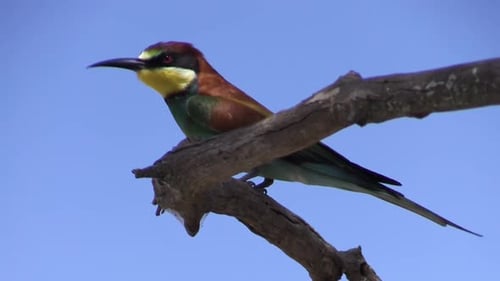 european bee eater on a branch with blue sky in background, close-up shot view from slightly below