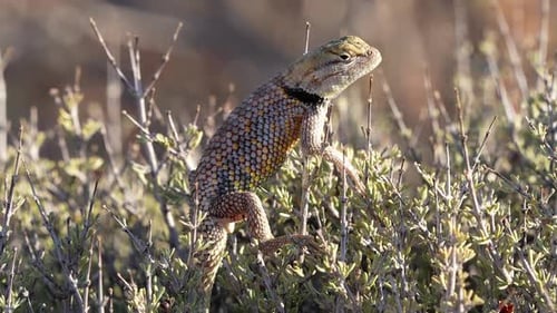 Spiny Lizard in the top of a bush in the Escalante desert