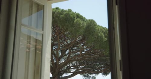 Pin parasol devant une fenêtre à Ravello, Italie