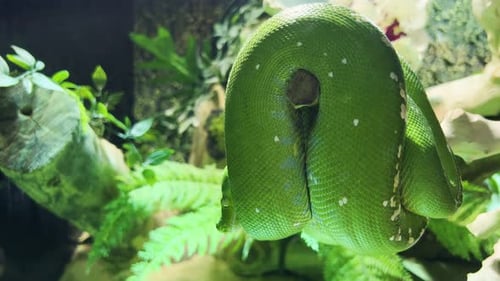 Un serpent vert enroulé sur une branche dormant entouré de plaines et de plantes vertes