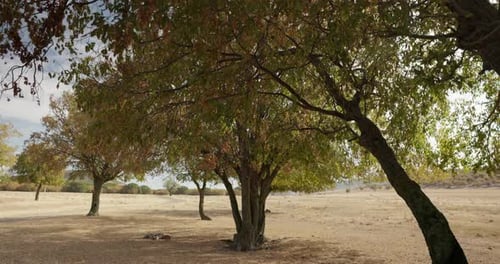 Orchard Trees On A Farm - Wide Shot