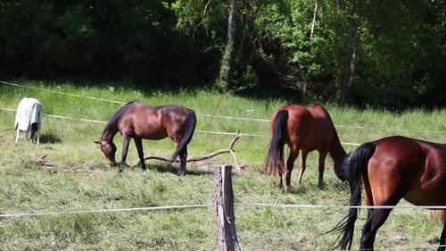 EntdeckeDiscover the tranquil beauty of idyllic grazing horses and naturen