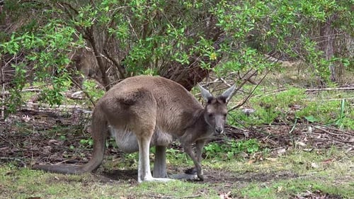 UHD View of Eastern Grey Kangaroo