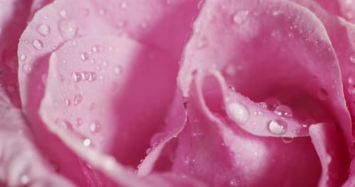 Extreme macro shot of colorful flower in 6k resolution. concept colorful and perfect nature with d