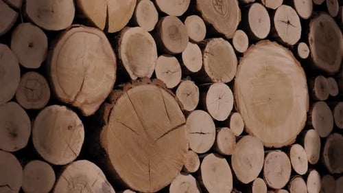 Wooden Disc Wall Decoration Close Up