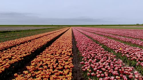 Tulip Fields in Bloom on Overcast Day