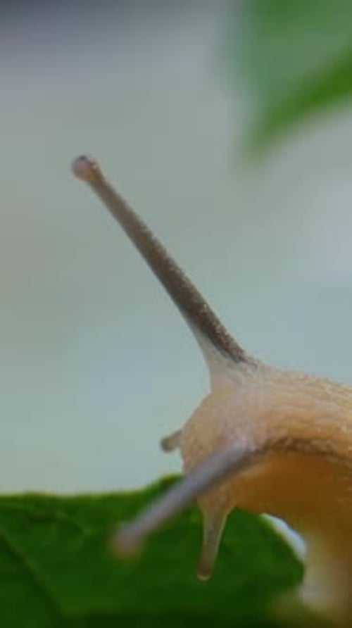 Close up of Snail on a Leaf