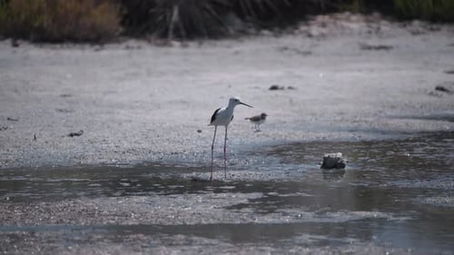 Black-Winged Stilts Wading in Wetland Habitat