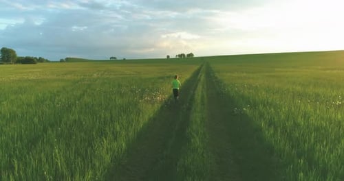 Sporty Child Runs Through a Green Wheat Field Evening Sport Training Exercises at Rural Meadow A