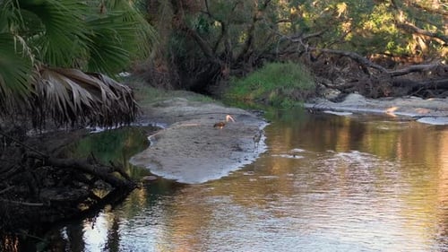 Florida Jungles Nature Tropical Wetlands with Dense Green Rainforest at Sunset