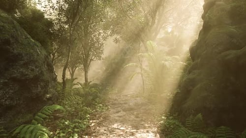 Sunlight Streams Through Trees in a Serene Forest Path During Morning Hours