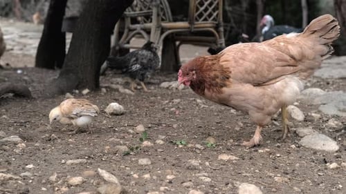 Poultry Chickens on Farm in natureHens in Free Range Farm Chickens Walking in the Farm Bird Yard